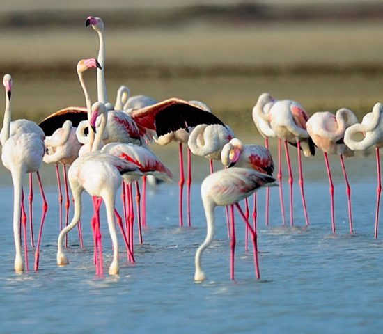 Raintree Hotel - Birds Watching Tours to Bundala